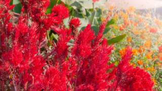 鶏頭 京都府立植物園