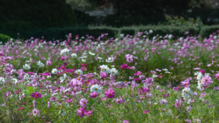 コスモス 京都府立植物園