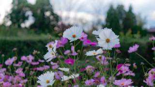コスモス 京都府立植物園