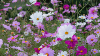 コスモス 京都府立植物園