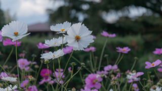 コスモス 京都府立植物園