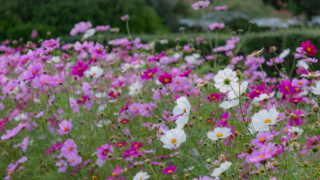 コスモス 京都府立植物園