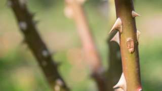 バラの棘 京都府立植物園
