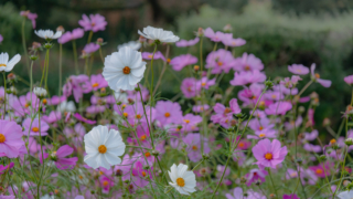 コスモス 京都府立植物園
