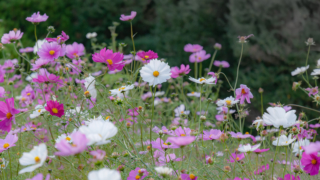 コスモス 京都府立植物園