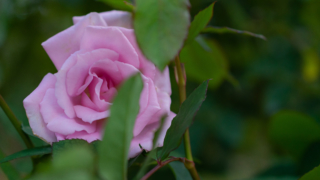 ピンクのバラ 京都府立植物園