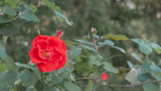 赤いバラ 京都府立植物園