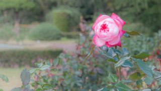 ピンクのバラ 京都府立植物園