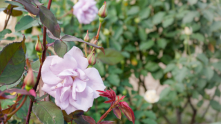 ピンクのバラ 京都府立植物園