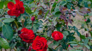 赤いバラ 京都府立植物園