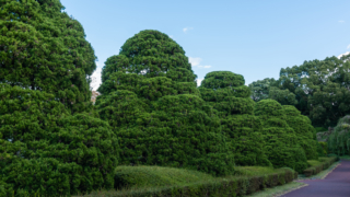 公園の木々と道