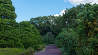 公園の木々と道