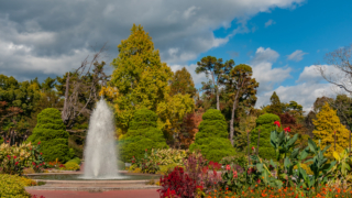 庭園の樹木と噴水