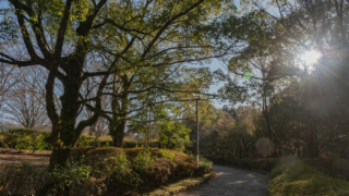 公園の遊歩道