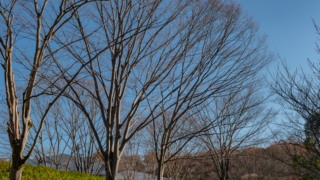 公園の木々
