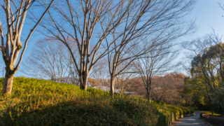 公園の木々と遊歩道
