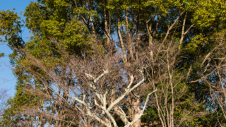 木々と青空