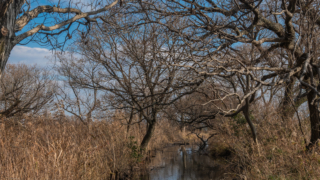 川に反射する樹木