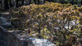 石垣の植え込み