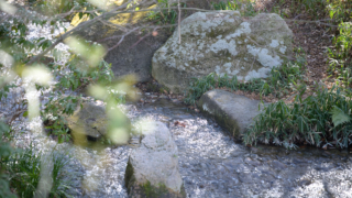 日本庭園内の渓流