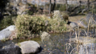 日本庭園　冬のすすき