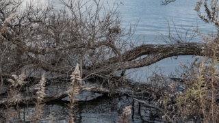 湖面と枯れ木