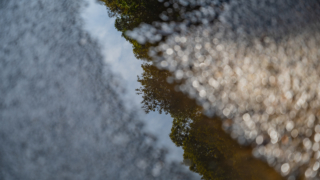 水たまりに映り込む樹木