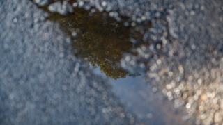 水たまりに映り込む樹木