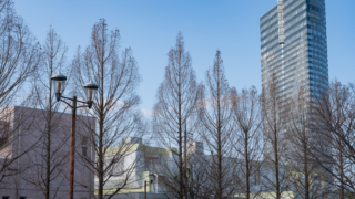 並木と高層ビル