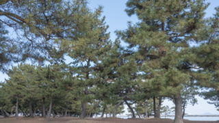 湖岸の松林