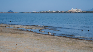 湖岸の水鳥