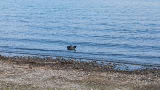湖岸の水鳥