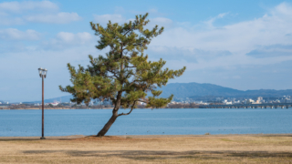 湖岸の松と街灯