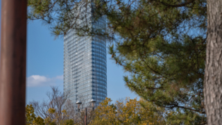 並木と高層ビル