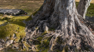 木の根と苔