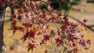 紅葉