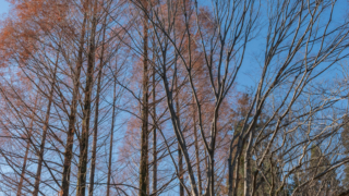 メタセコイアと青空