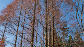 メタセコイアと青空