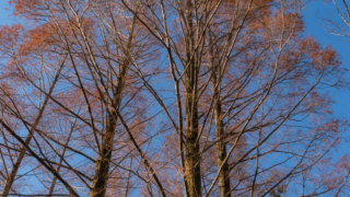 メタセコイアと青空