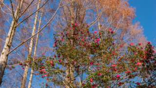 メタセコイアと青空