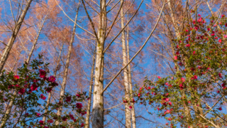 メタセコイアと青空