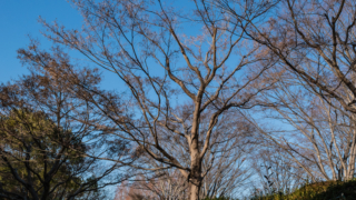 冬の木と青空