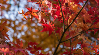 紅葉