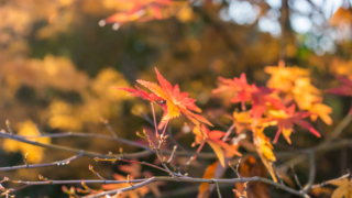 紅葉