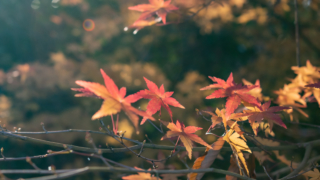 紅葉