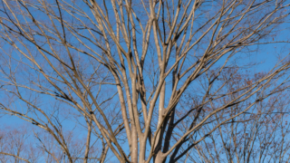 冬の木と青空
