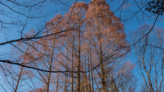 メタセコイアと青空