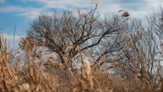 枯れ木と薄