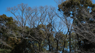 冬の木々と青空