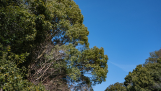 冬の木々と青空